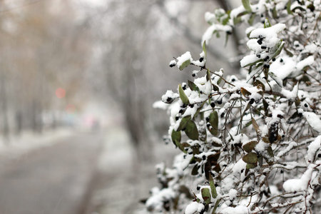 Winter in all its manifestations snow-covered streets of trees and lawn
