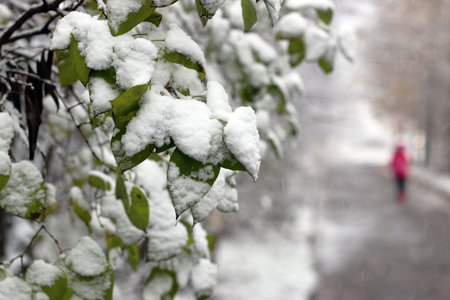 Winter in all its manifestations snow-covered streets of trees and lawn
