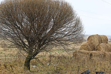 Fall field straw stack in autumn seasonの写真素材