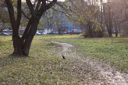 autumn landscape with leafless trees foliage wet asphalt and footpathの写真素材