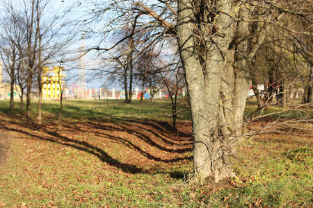 autumn landscape with leafless trees foliage wet asphalt and footpathの写真素材