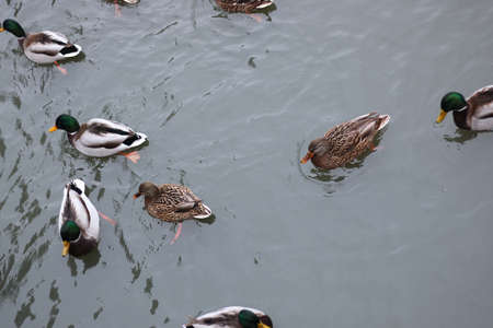ducks and drakes swim in cold water in winter in a parkの写真素材