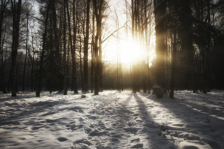 winter landscape snow-covered road and trees in the park outsideの写真素材