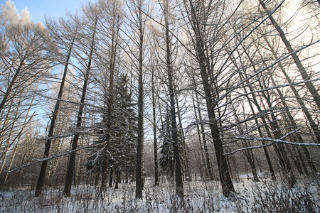 winter landscape snow-covered road and trees in the park outside