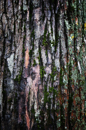 textured bark of an old large tree with moss on itの写真素材