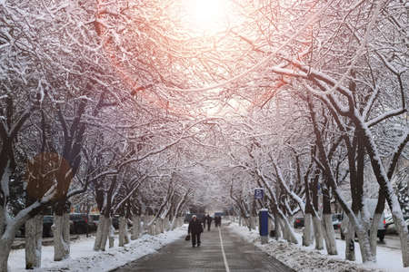 urban landscape on a sunny winter day, footpaths and parksの写真素材