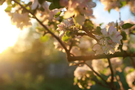 apple tree flower on a brunch in spring day at sunsetの写真素材