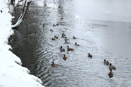 ducks and drakes swim in cold water in winter in a parkの写真素材