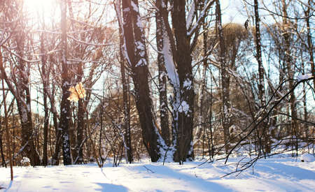 large suburban landscape of the park on a sunny winter dayの写真素材