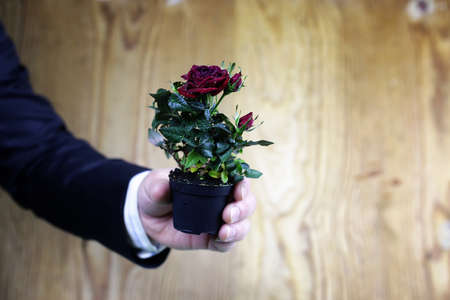 cute little shrub rose in a tiny pot gift for holidayの写真素材