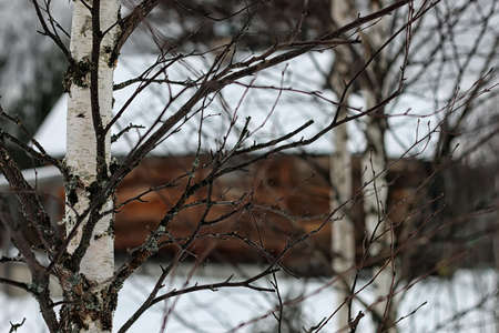winter landscape on a suburban area with an old wooden house and snow-covered lawnの写真素材