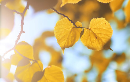 background from the leaves of linden tree at sunset on a summer evening