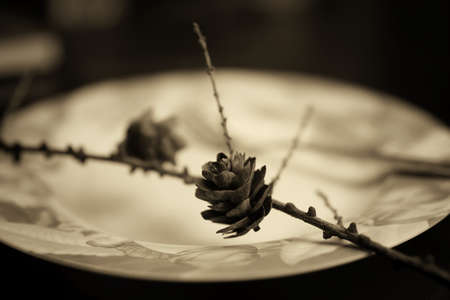 toned fork in plate monochromeの写真素材