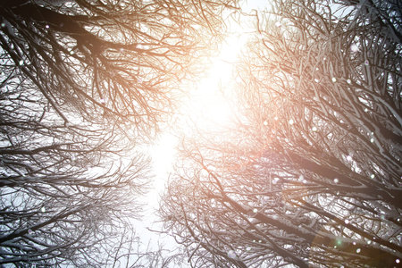 tree sky branch in the forest winter