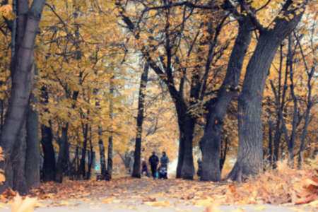 Park landscape lonely treeの写真素材