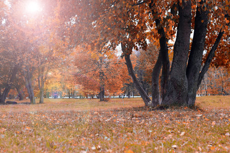 Park landscape lonely treeの写真素材
