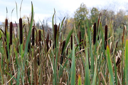 reed cane background
