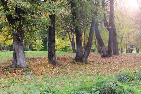 Park landscape lonely treeの写真素材