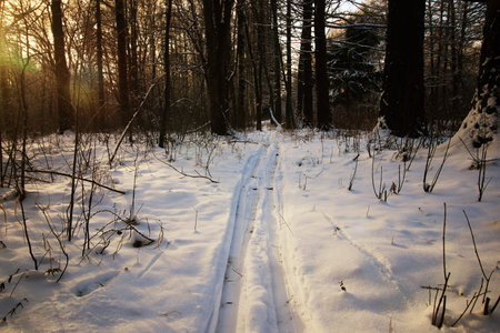 winter trails in the forestの写真素材