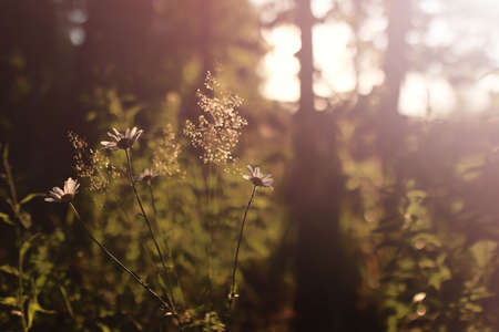 Sunset grass countrysideの写真素材