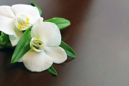 Spa orchid green towelの写真素材