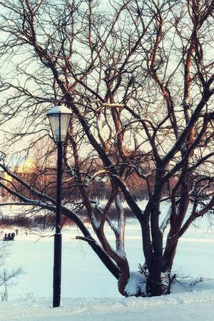 Winter street light and treeの写真素材
