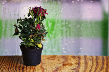 cute little shrub rose in a tiny pot gift for holidayの写真素材
