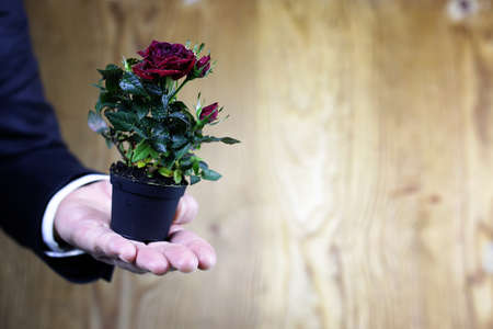 cute little shrub rose in a tiny pot gift for holidayの写真素材