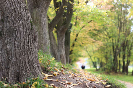autumn leaf park trees begin to drop leaves yellowedの写真素材