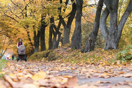 autumn leaf park trees begin to drop leaves yellowedの写真素材