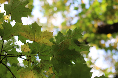 autumn leaf park trees begin to drop leaves yellowed