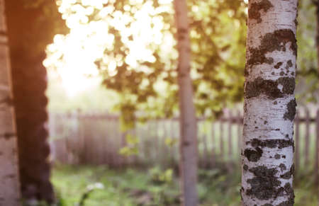 beautiful colorful flowers in the meadow in the light of the sun of summer timesの写真素材