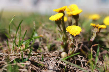 various objects of the spring season in the best of this wonderful periodの写真素材