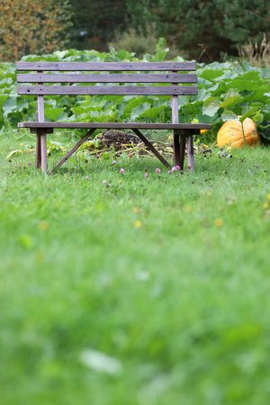 fresh ripe harvest in early fall in the suburban areaの写真素材