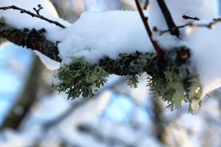 various objects of the winter season and lanscape in the best of this wonderful periodの写真素材