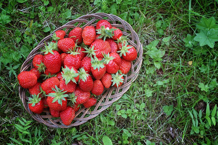 delicious fresh ripe and fragrant strawberries in a basket of wicker Sprig