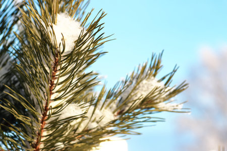 various objects of the winter season and lanscape in the best of this wonderful period