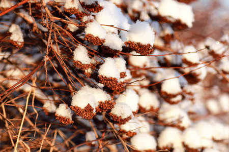 various objects of the winter season and lanscape in the best of this wonderful period