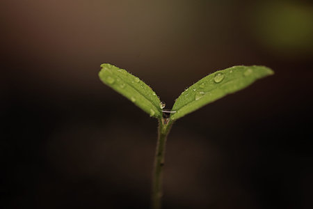horticulture and the process of preparation prepended seedlings for the new season