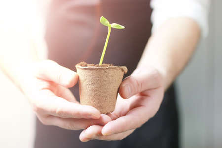 horticulture and the process of preparation prepended seedlings for the new seasonの写真素材