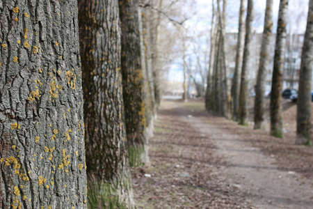 handsome and attractive person in the summer in the landscape of city streets and parksの写真素材