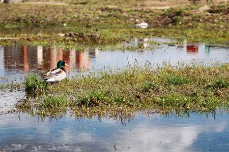 various objects of the spring season in the best of this wonderful periodの写真素材
