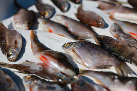 fish prepared on a rope for the impact of traditional food and snacks peoples of the northの写真素材