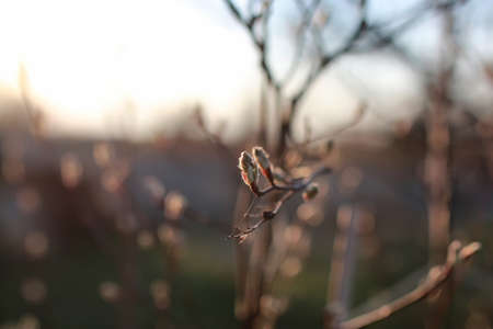 various objects of the spring season in the best of this wonderful periodの写真素材