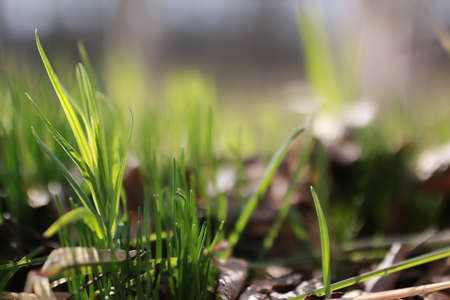 various objects of the spring season in the best of this wonderful periodの写真素材