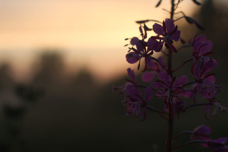 various objects of the summer season in the best of this wonderful periodの写真素材