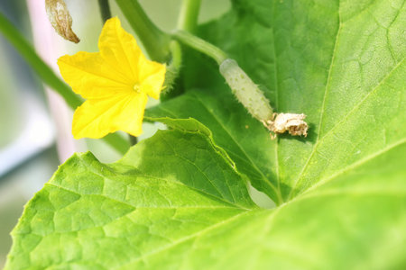 various objects of the summer season in the best of this wonderful periodの写真素材
