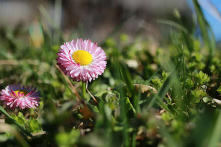 various objects of the spring season in the best of this wonderful periodの写真素材