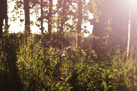 various objects of the summer season in the best of this wonderful periodの写真素材