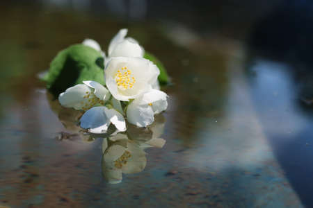 various objects of the summer season in the best of this wonderful periodの写真素材